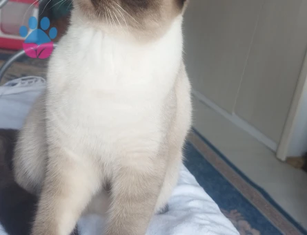 Schottis fold oğlumuza gelin adayı arıyoruz