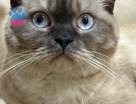 Dişi British Blue Point