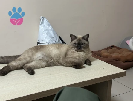 Dişi British Blue Point