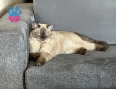 Dişi British Blue Point