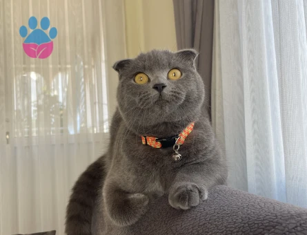 Kızımız şanslı ya eş arıyoruz