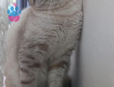 Kedimize erkek arıyoruz