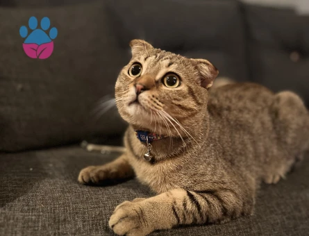 Oğlumuza eş arıyoruz