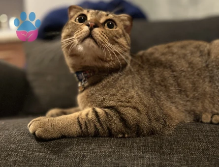 Oğlumuza eş arıyoruz