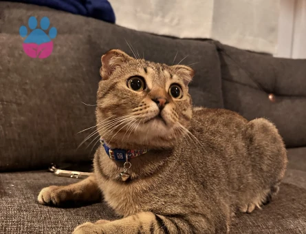 Oğlumuza eş arıyoruz