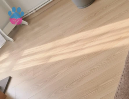 Maine Coon Kırması, 8 Aylık Dişi