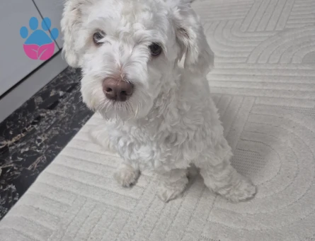 Victor'a dişi maltipoo