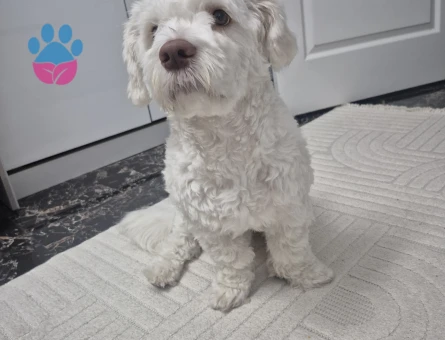 Victor'a dişi maltipoo