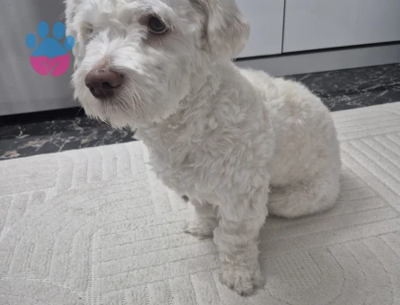 Victor'a dişi maltipoo