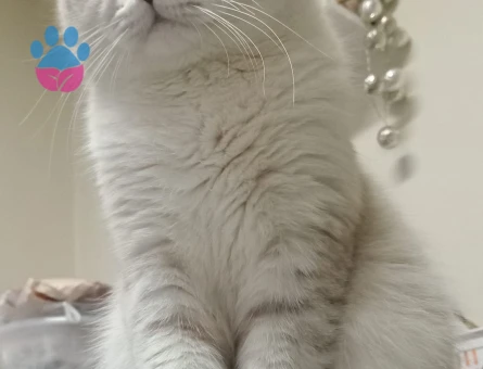 British Shorthair 1 Yaşında Erkek Kedim Eş Arıyor