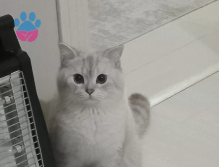 British Shorthair 1 Yaşında Erkek Kedim Eş Arıyor