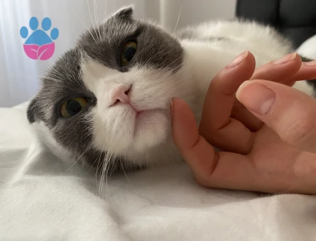 Scottish Fold Uysal kızıma eş arıyorum