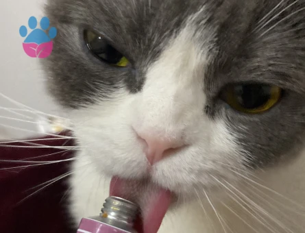 Scottish Fold Uysal kızıma eş arıyorum