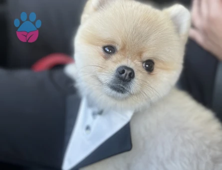 Ayı suratlı orjinal pomerian