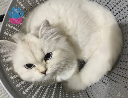 Dişi kızımız British Longhair Silver
