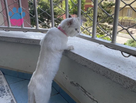 Dişi kızımız British Longhair Silver