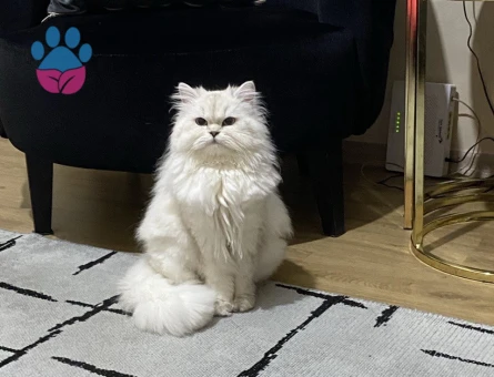 Dişi kızımız British Longhair Silver
