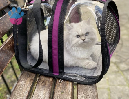 Dişi kızımız British Longhair Silver