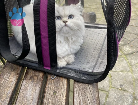 Dişi kızımız British Longhair Silver
