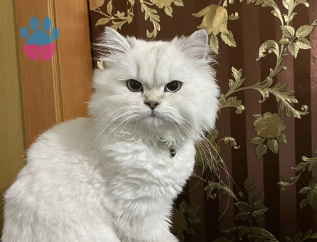 Dişi kızımız British Longhair Silver