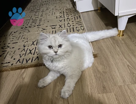 Dişi kızımız British Longhair Silver