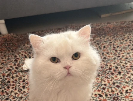 British Longhair Erkek kedim sütlaca eş arıyoruz - 118984193