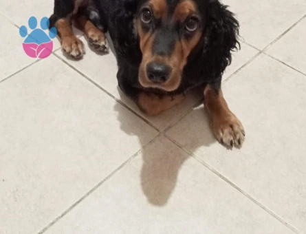 English Cocker Yakışıklı Oğluma Eş Arıyorum