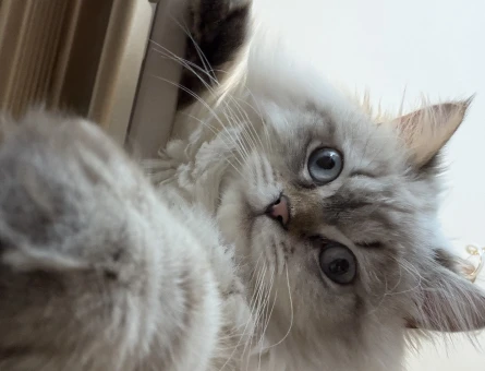 British longhair Erkek kedime eş Arıyoruz - 118984195