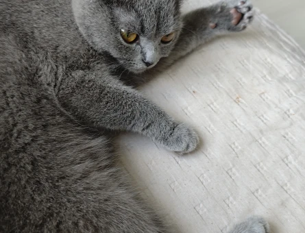 Scottish Fold Kedime Eş arıyorum - 118984196