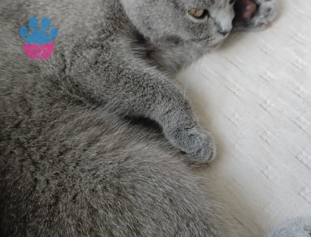 Scottish Fold Kedime Eş arıyorum