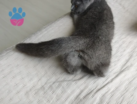 Scottish Fold Kedime Eş arıyorum