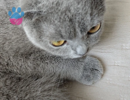 Scottish Fold Kedime Eş arıyorum
