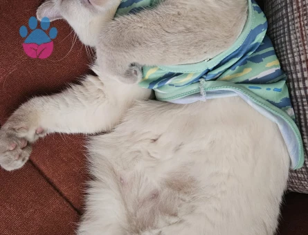 British Shorthair Kedime Eş Arıyorum