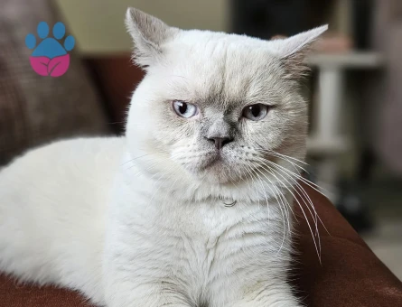 British Shorthair Kedime Eş Arıyorum
