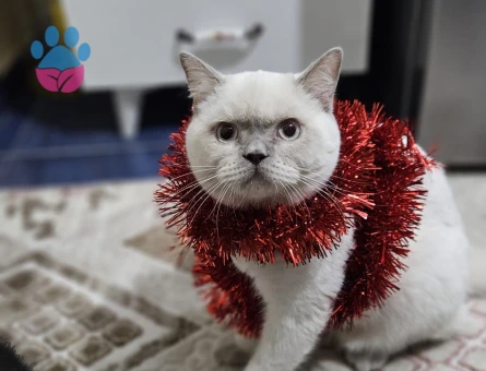 British Shorthair Kedime Eş Arıyorum