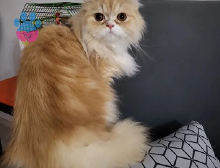 chinchilla Kedime Eş Arıyorum