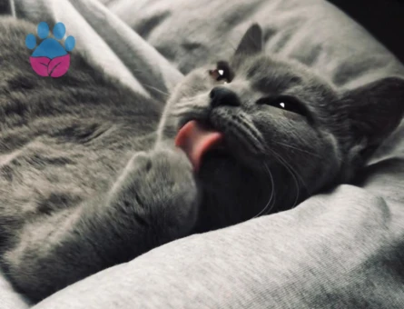 British Prensesimize Eş Arıyoruz