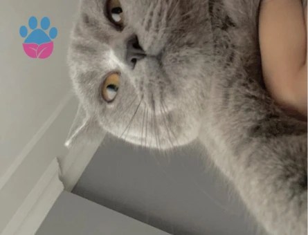 British Prensesimize Eş Arıyoruz