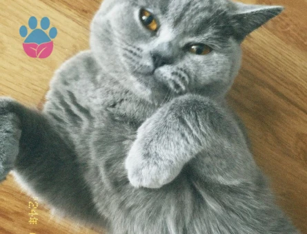 British Prensesimize Eş Arıyoruz