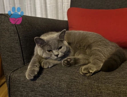 British Prensesimize Eş Arıyoruz