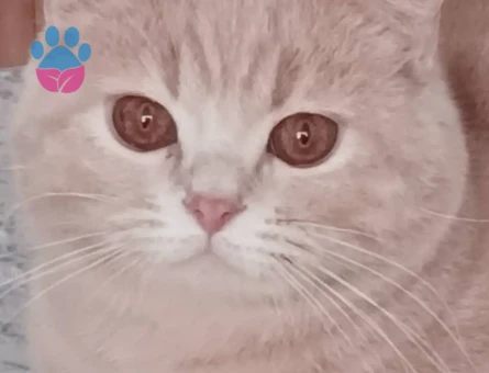 British shorthair kizgin