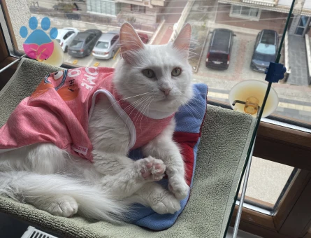 Ankara Kedisi Yıldız