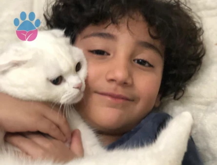 Scottish fold dişi kedimize eş arıyoruz