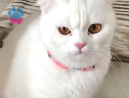 Scottish fold dişi kedimize eş arıyoruz