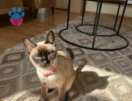 Guzeller Guzelı Siyam Kedımıze Damat Arıyoruz