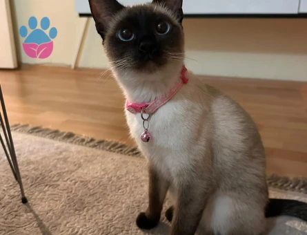 Guzeller Guzelı Siyam Kedımıze Damat Arıyoruz