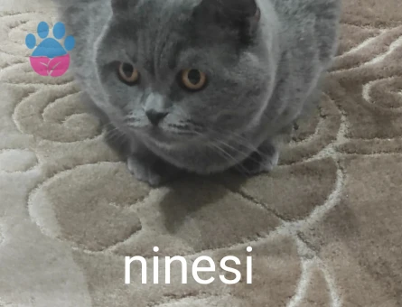 Yakisiklimiza Prenses ariyoruz