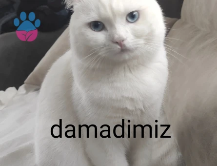 Yakisiklimiza Prenses ariyoruz