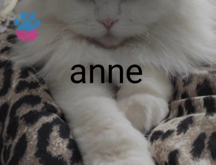 Yakisiklimiza Prenses ariyoruz