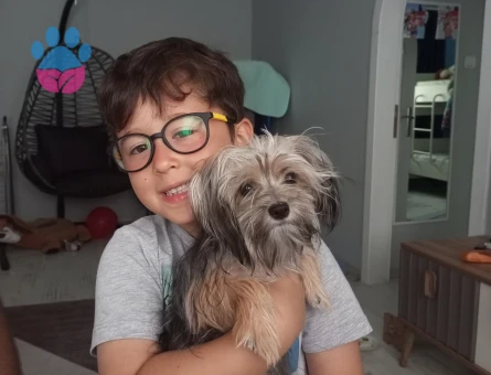 Yorkshire Terrier kızıma eş Arıyorum